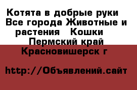 Котята в добрые руки - Все города Животные и растения » Кошки   . Пермский край,Красновишерск г.